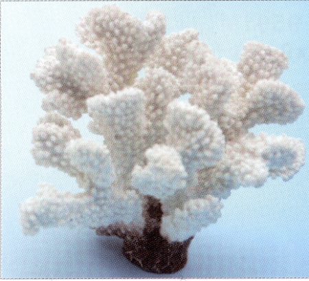 Коралл пластиковый белый 13,5х12х11,5см (SH9204W)
