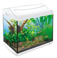 Аквариум для креветок AquaArt Shrimps Discover Line белый 20л 38х26х34см